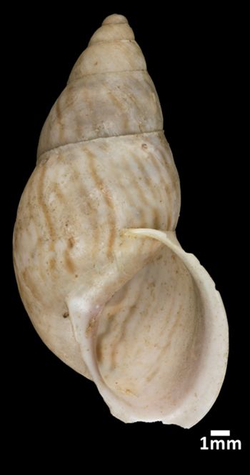 Media type: image;   Malacology 57057 Aspect: apertural